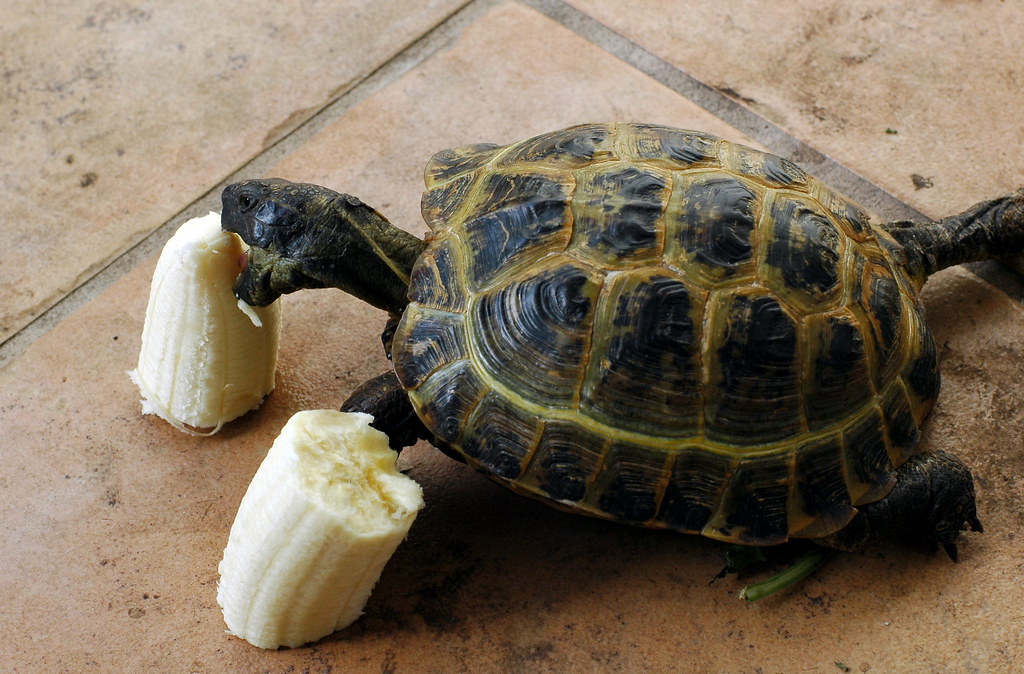 Can Turtles Eat Banana