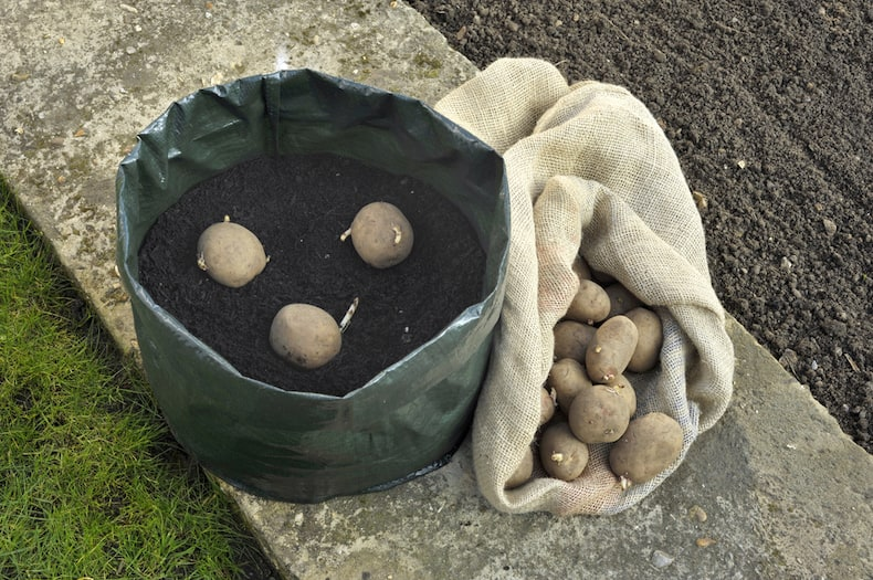 What is the size of the grow bag for potatoes