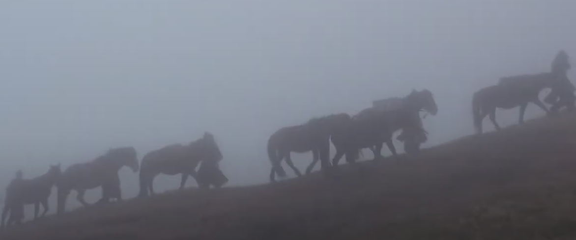 Cavalli mongoli in marcia