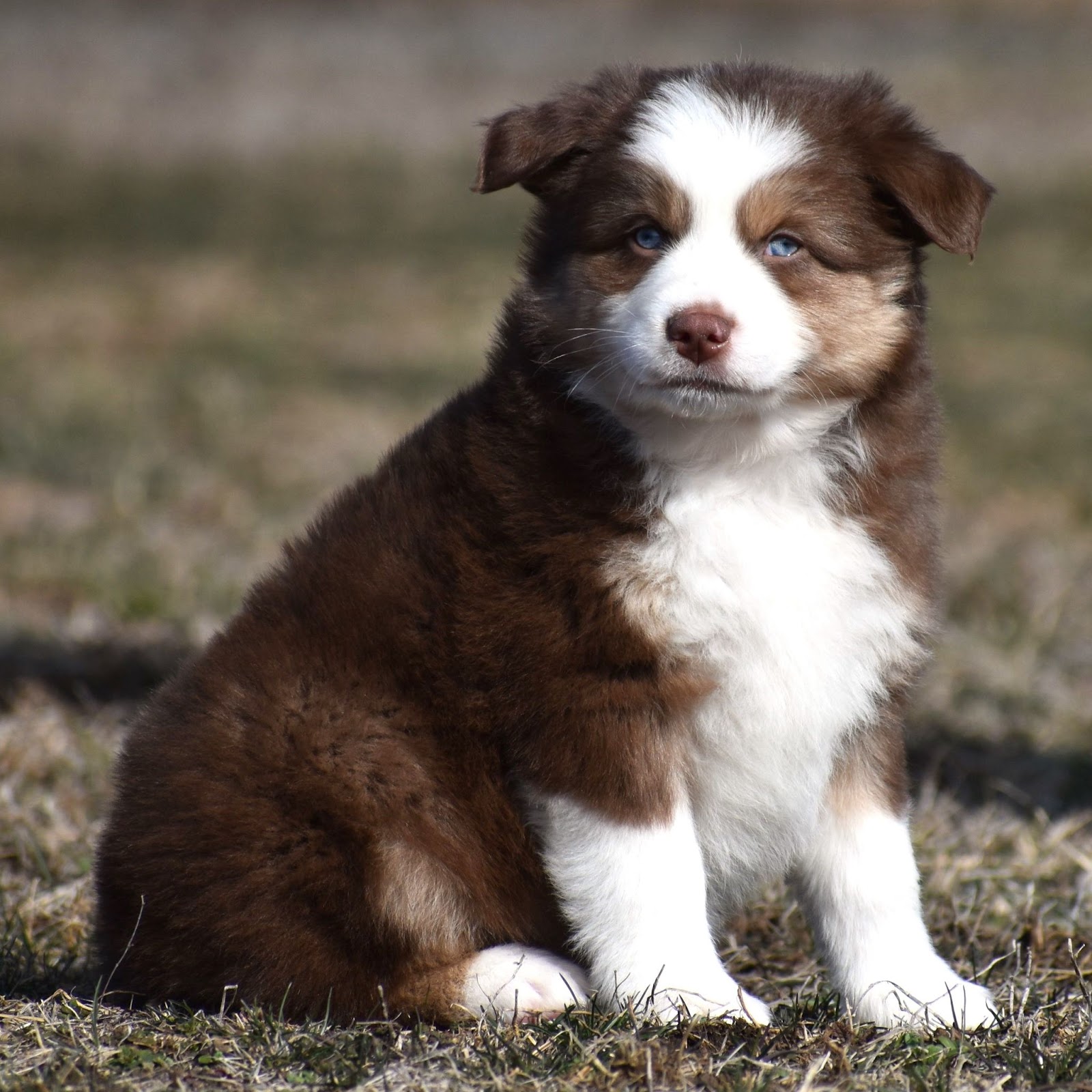 australian shepherd puppy breed