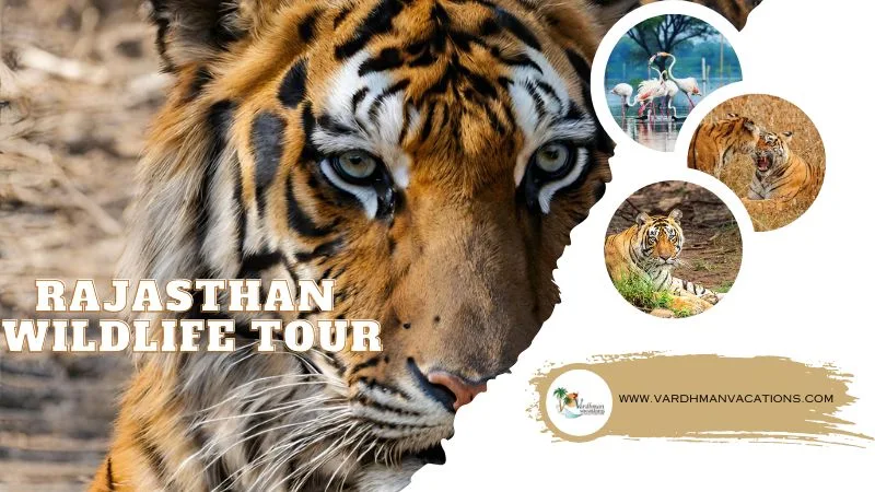 Rajasthan Wildlife Tour