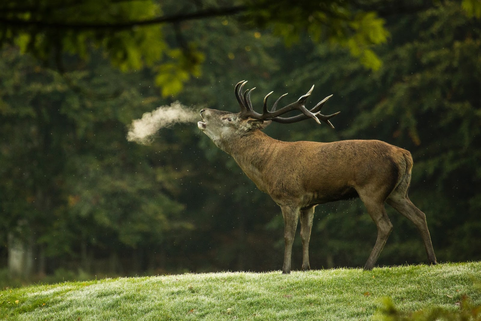 image of an elk to showcase wildlife photography, one of the types of Photography