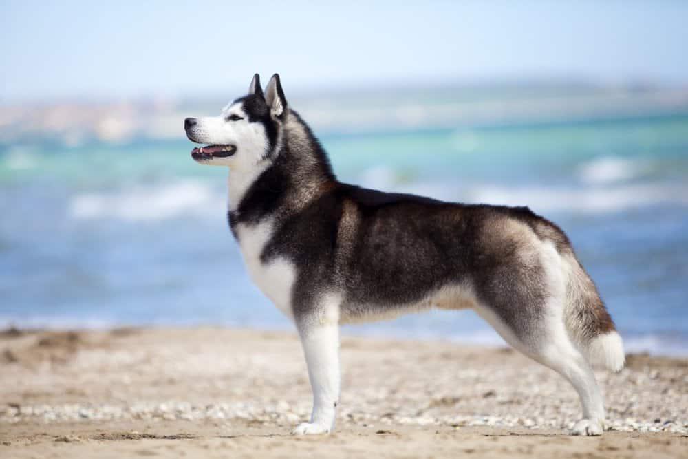Siberian Husky Dog Breed Complete Guide - A-Z Animals