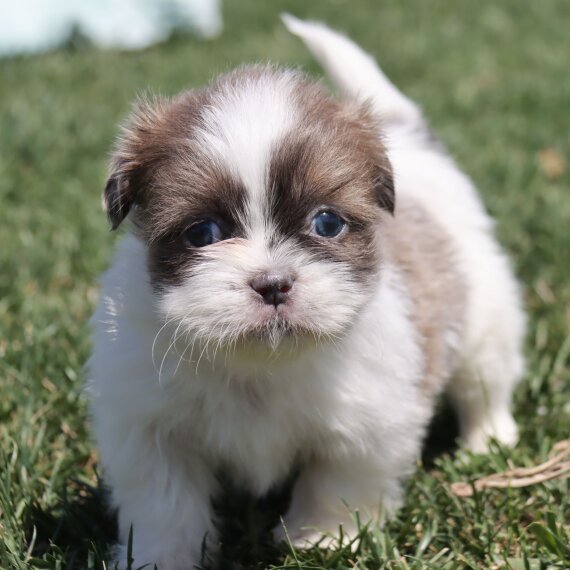 Shih Tzu