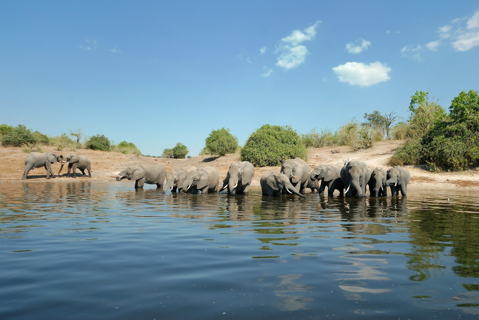 elephant in chobe national park 
