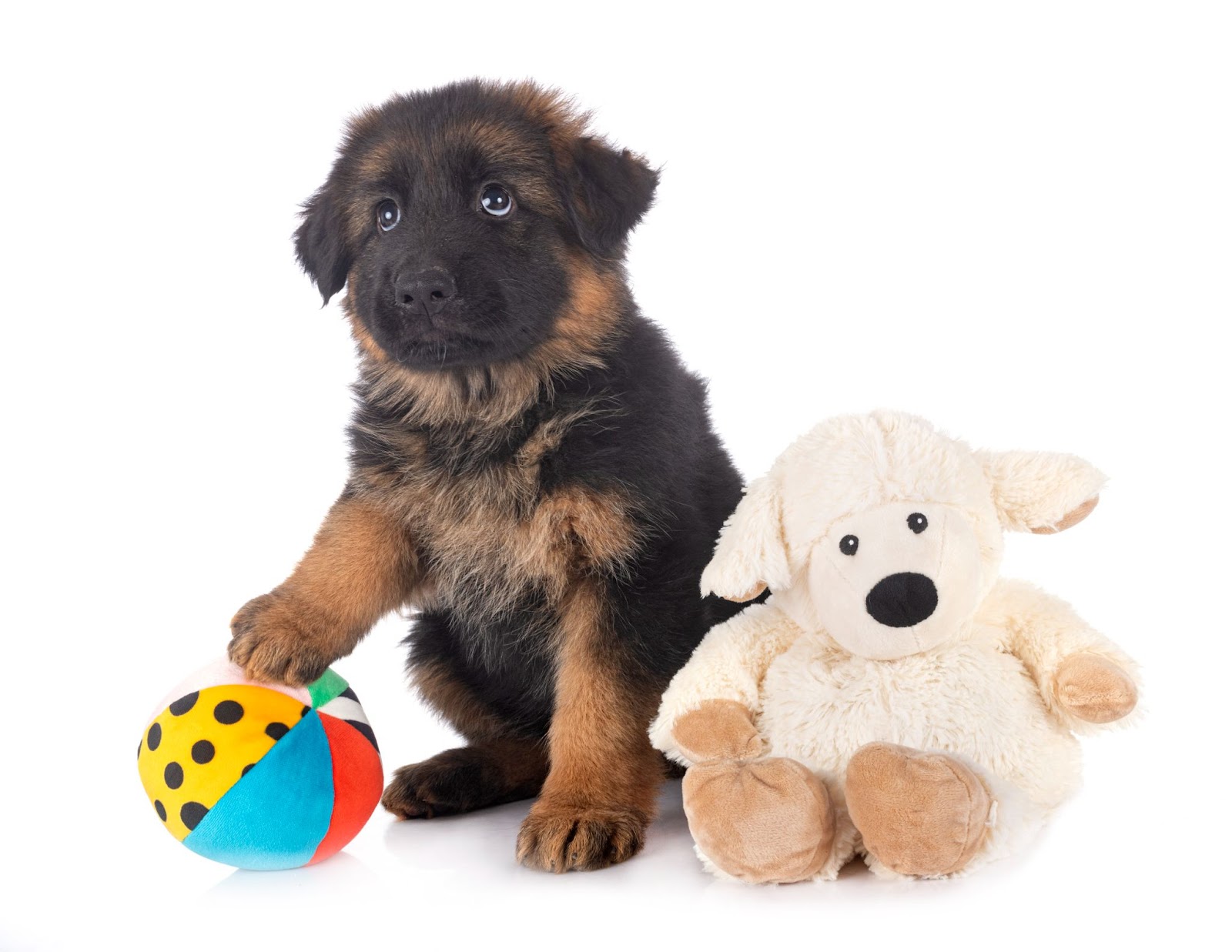  A cute dog is playing with a ball