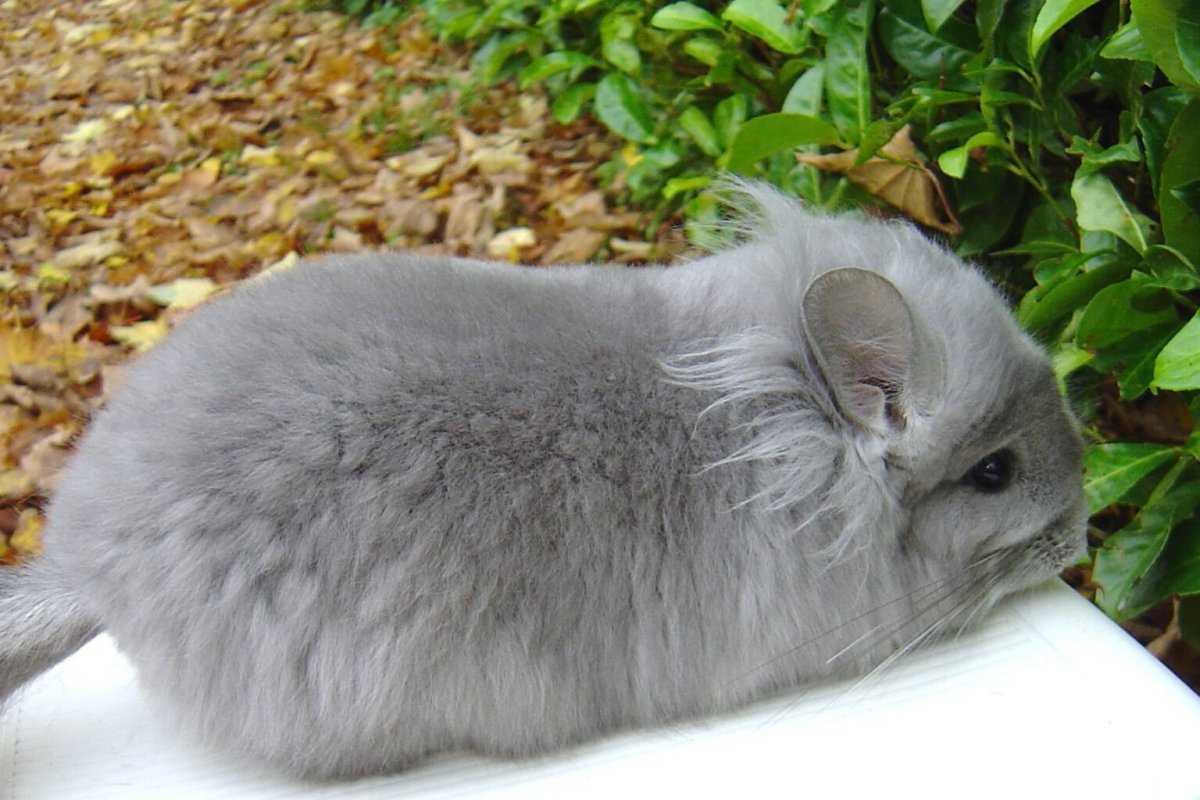 Royal Persian Angora Chinchilla