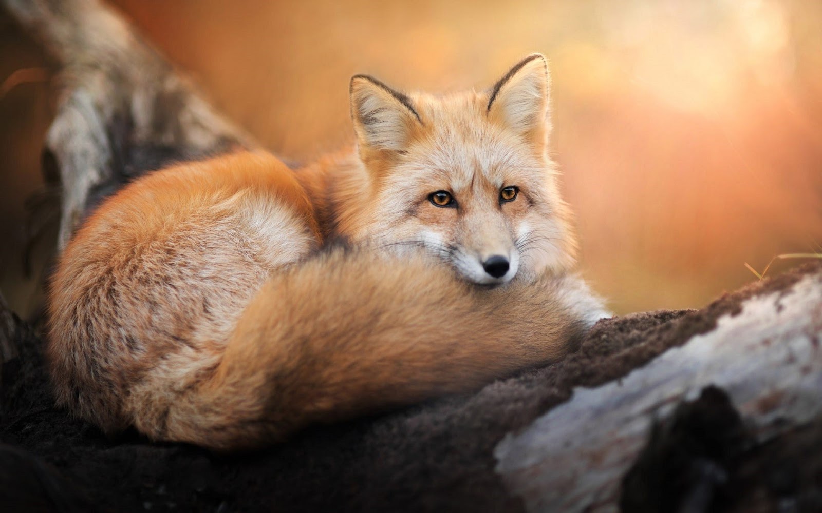 Louisiana Foxes