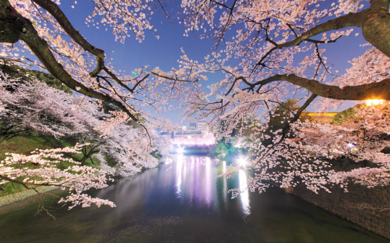 chidorigafuchi tokyo cherry blossom sakura