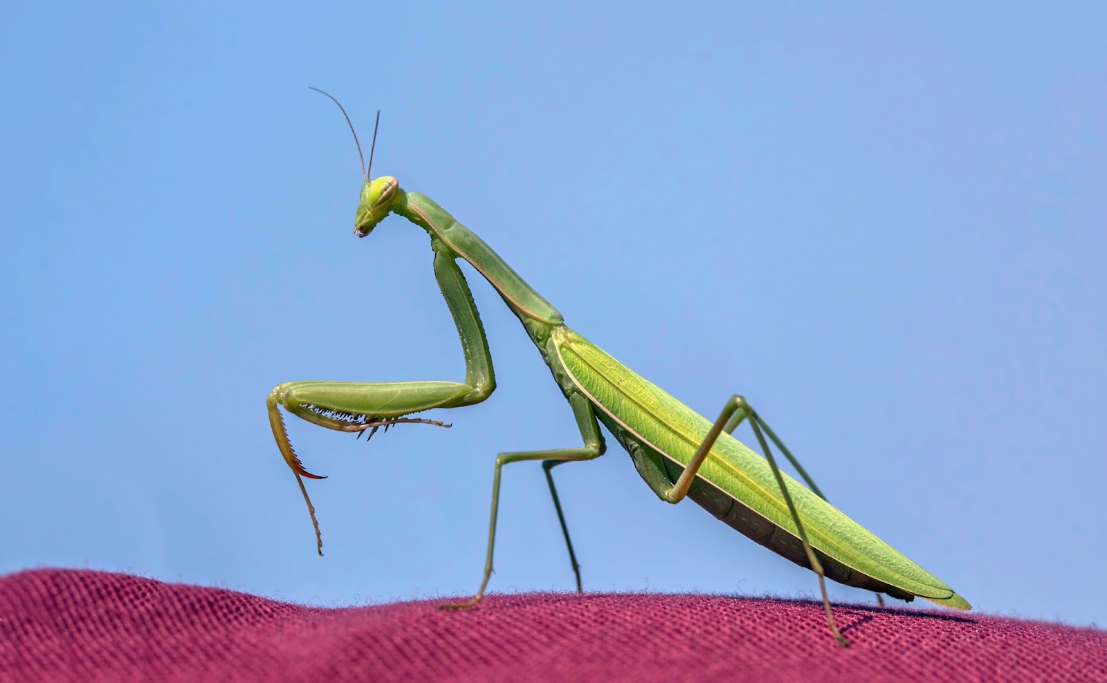 How Long Do Praying Mantises Live In Captivity