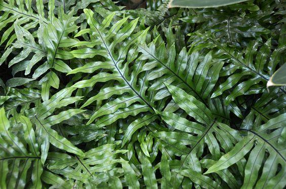 Monarch Fern