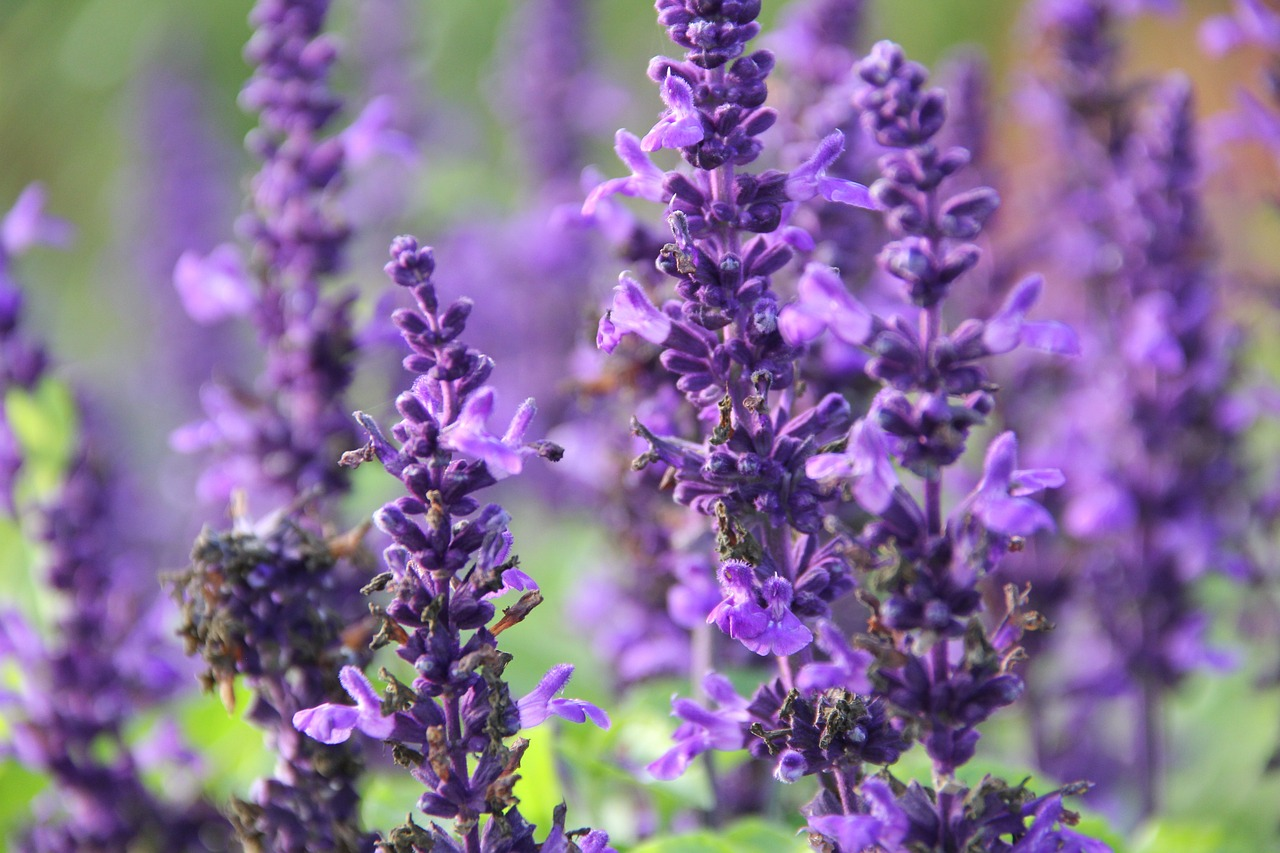Salvia is the best flower to grow in Florida