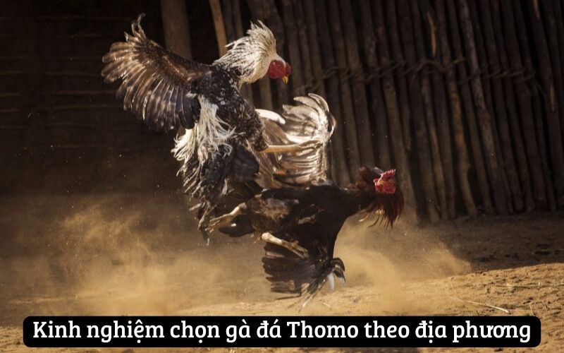 Kinh nghiệm chọn gà đá Thomo theo địa phương