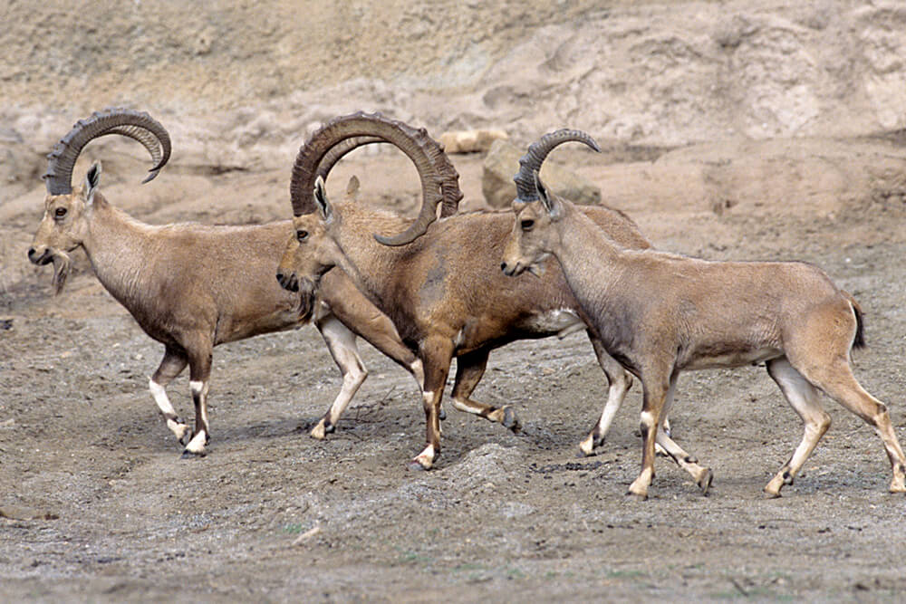 A group of three Nubian ibex
