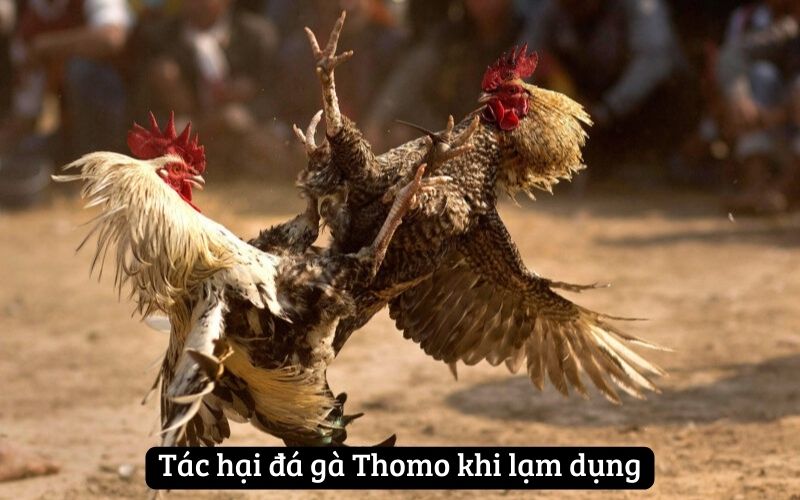 Tác hại đá gà Thomo khi lạm dụng