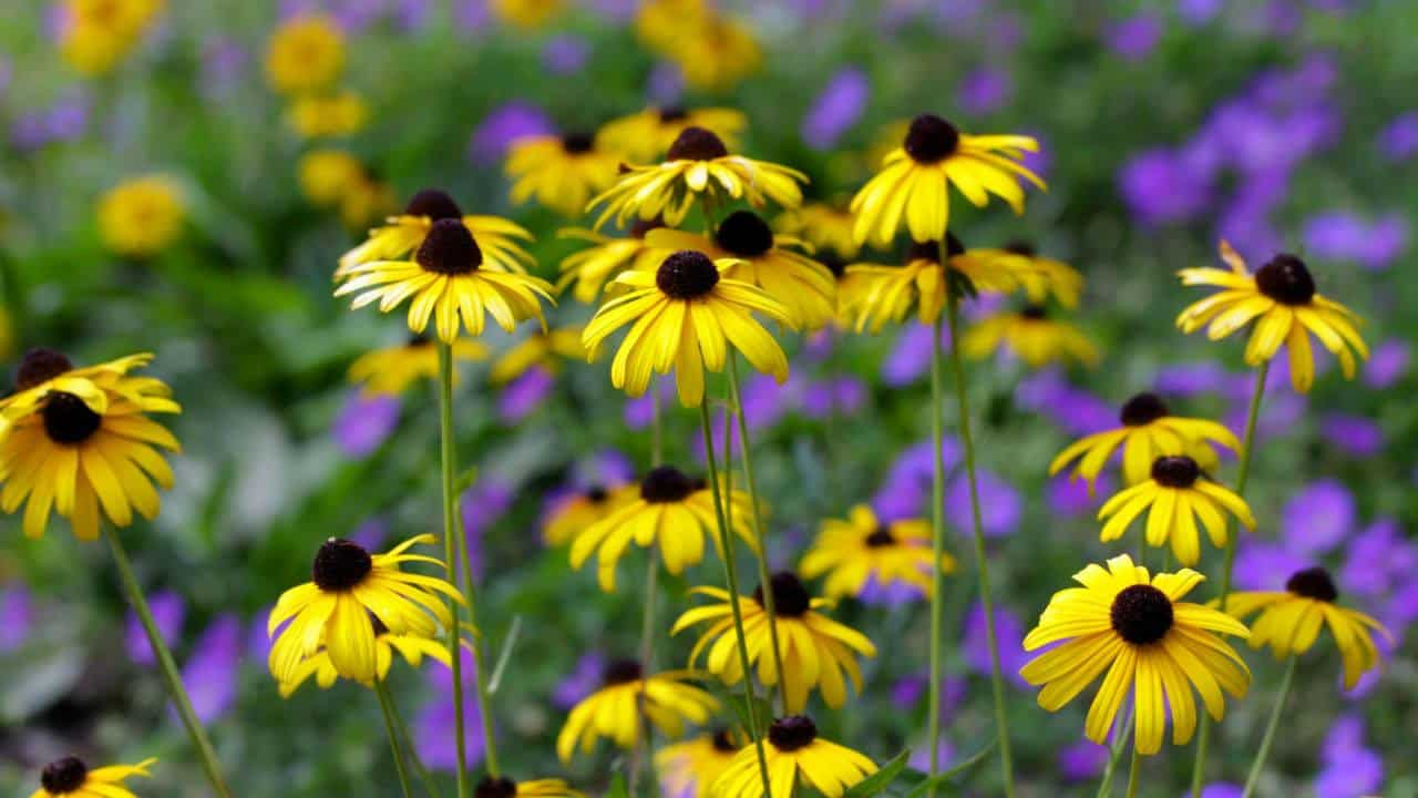 Black-Eyed Susan (Rudbeckia hirta)