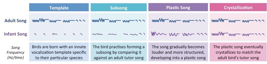 birdsong