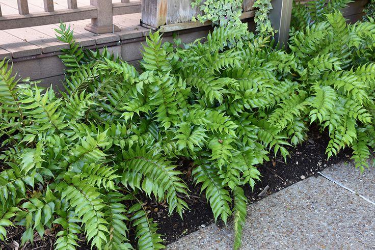 Holly Fern 