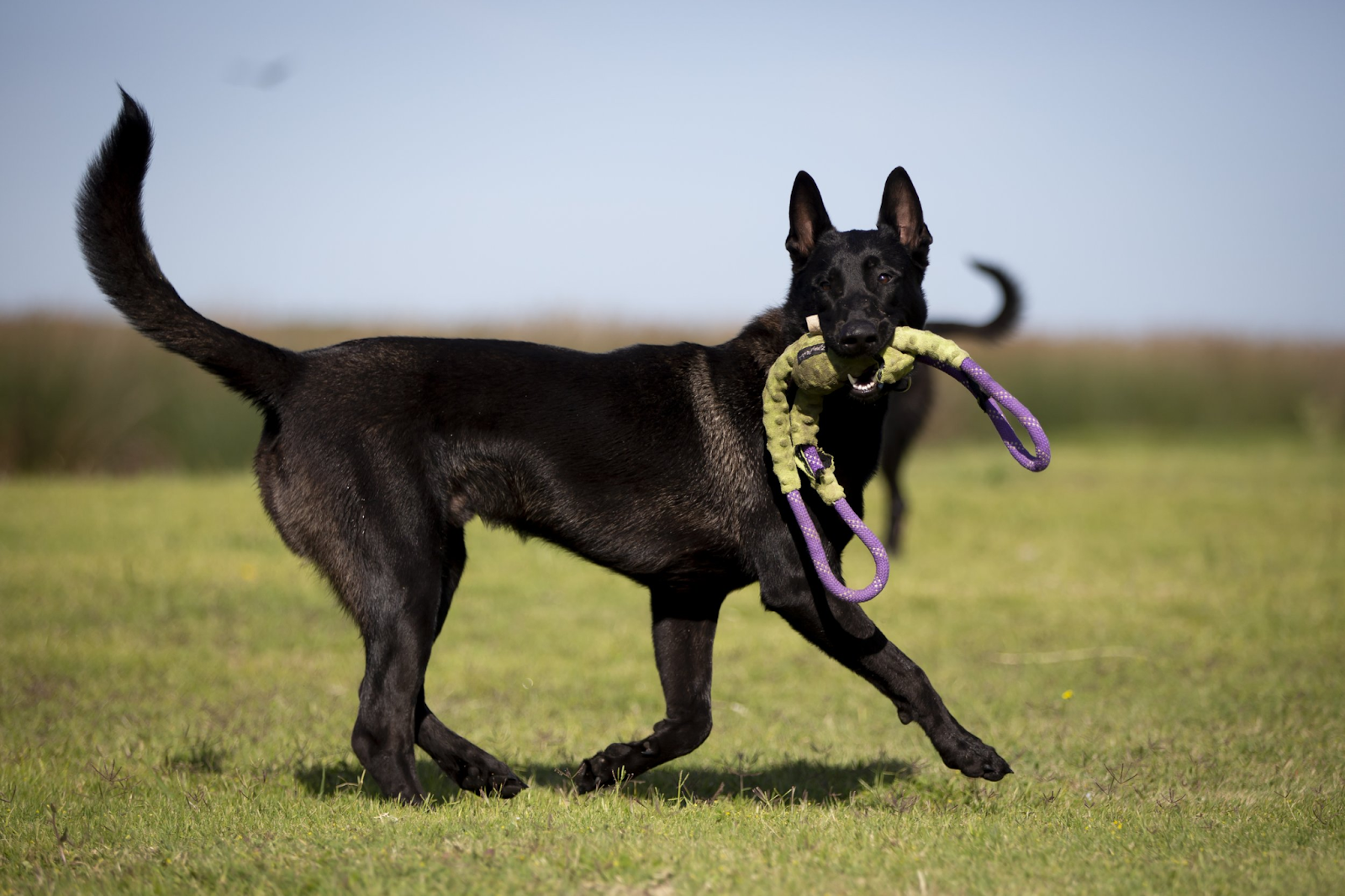 Black Belgian Malinois