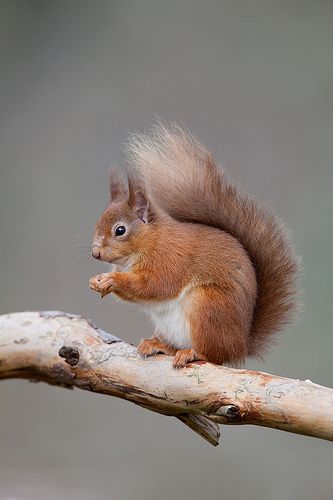 baby squirrel