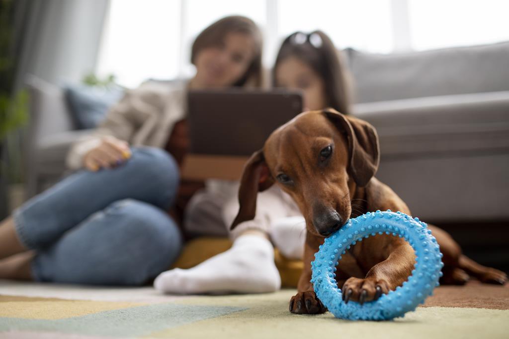 Pet em apartamento: veja como tornar o espaço mais confortável para o animal