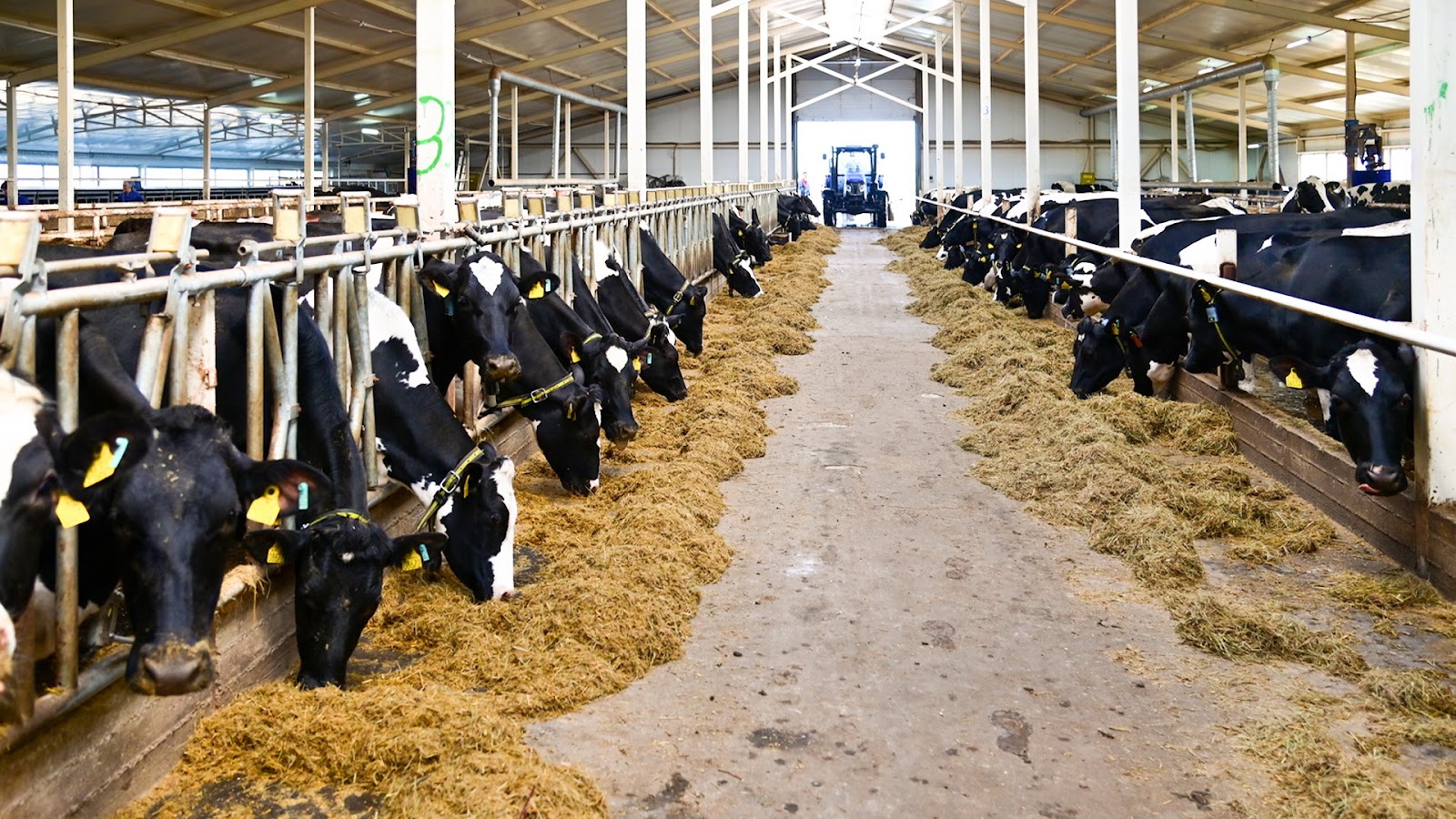 Молочно-товарная ферма в Айыртауском районе запущена в 2023 году. Фото предоставлено акиматом СКО.