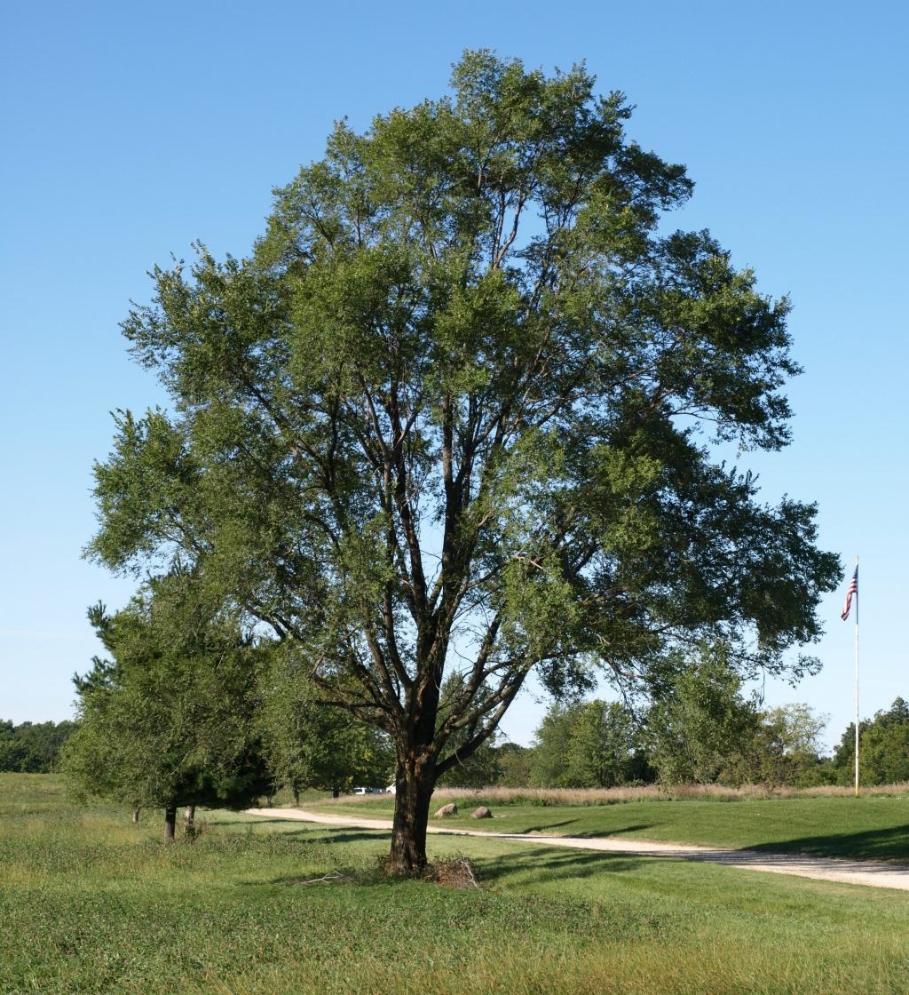 Lacebark Elm (Ulmus parvifolia)