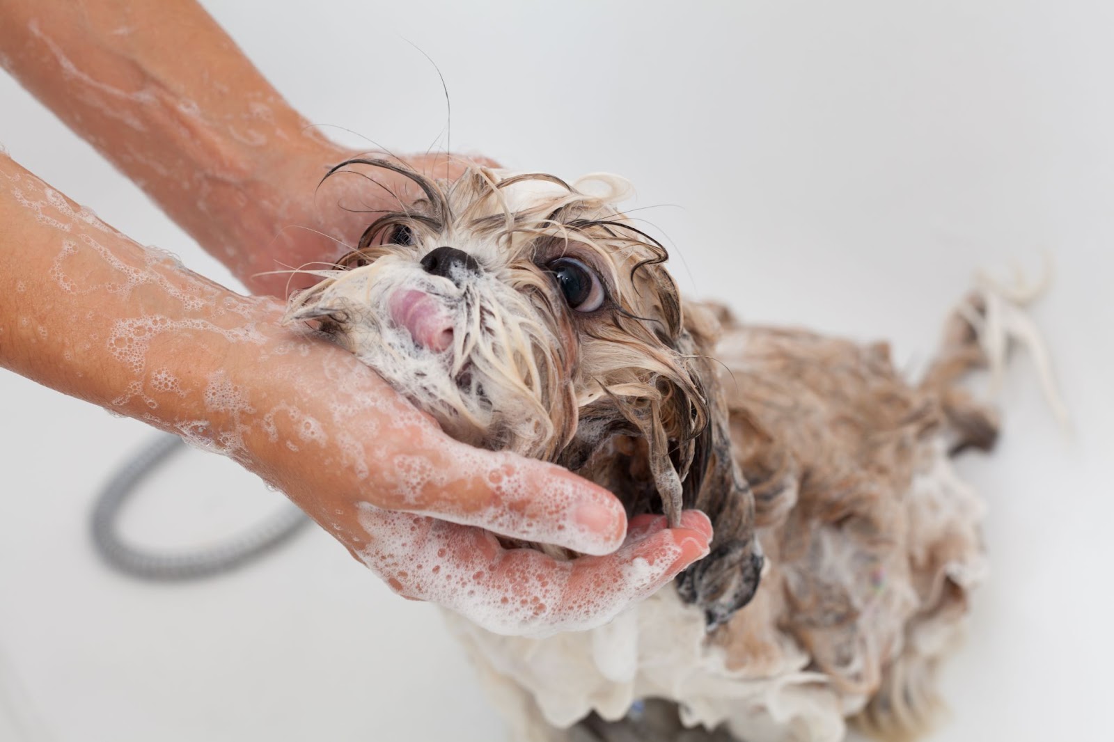 Dog taking a bath, covered in soap