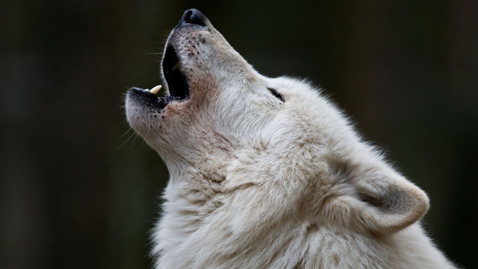 howling white Northern inuit dog on black back ground
