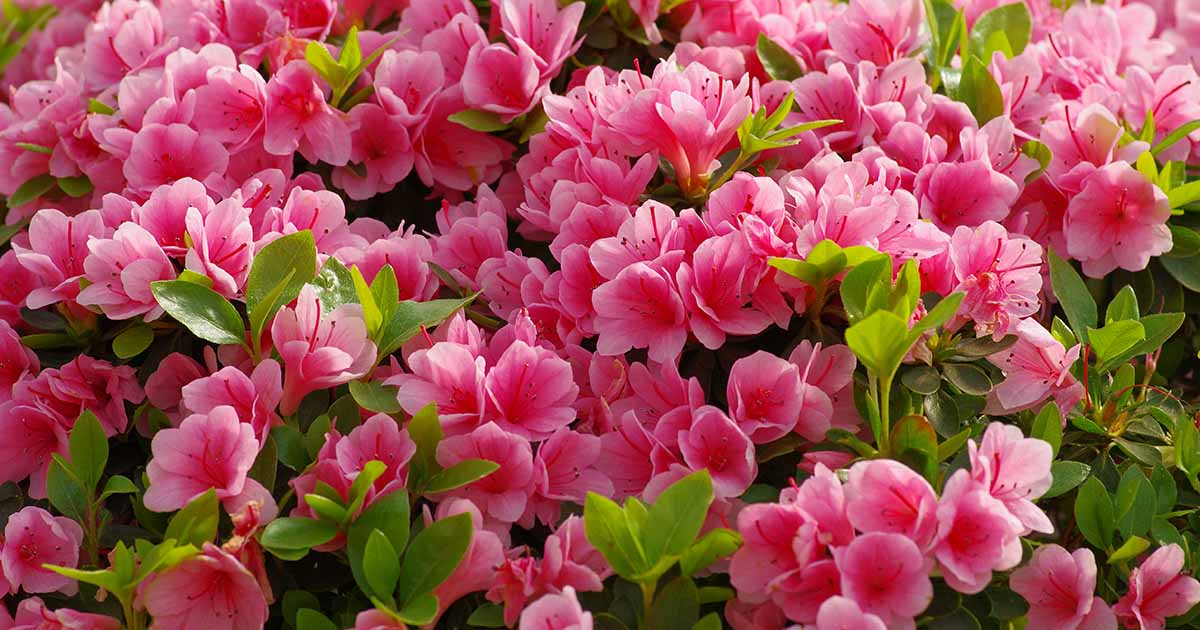 Azaleas (Rhododendron spp.)