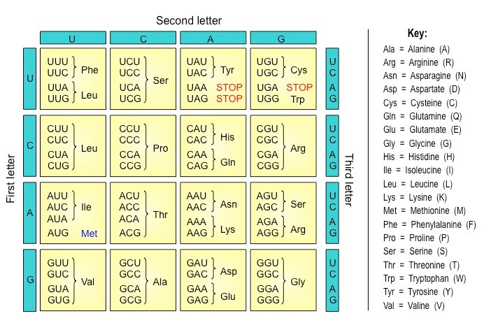 genetic code (grid)