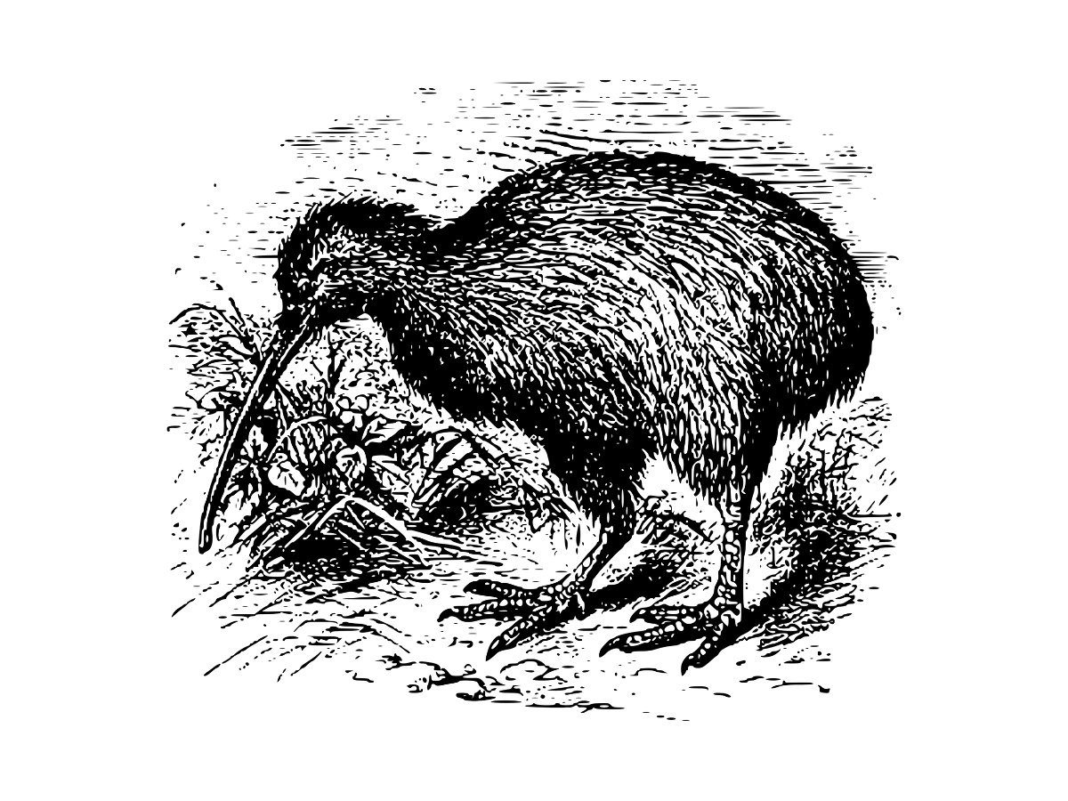 kiwi