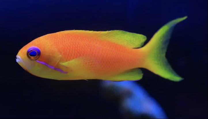 Types of Saltwater Fish - Reef fish - Anthias