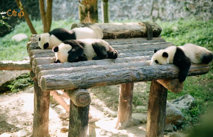 A group of pandas lying on a wooden structure

Description automatically generated