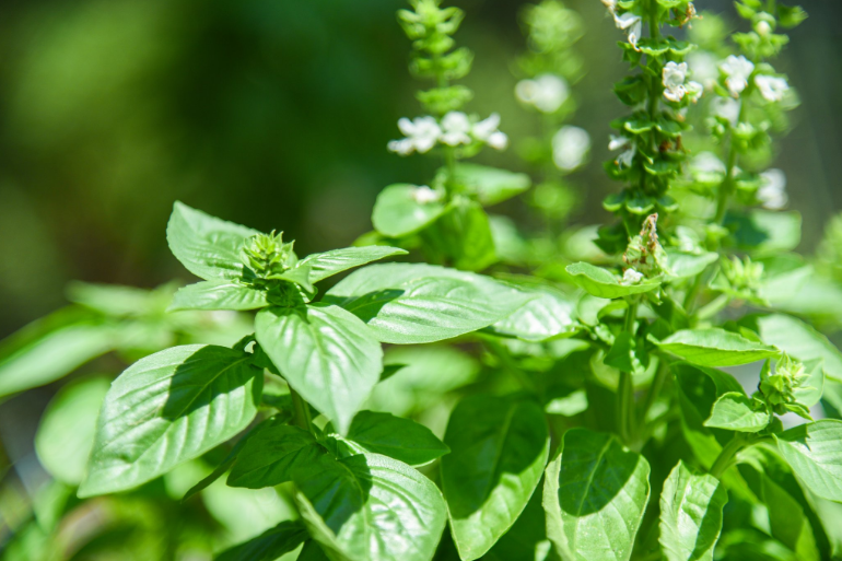 Use grow lights on the basil plant