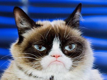Introducing Grumpy Cat Coin: A New Dawn in Meme Crypto with a Philanthropic Twist