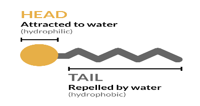 Dispersa | “Breaking Down” Surfactants: What they are, how they work, and  their role in the pandemic