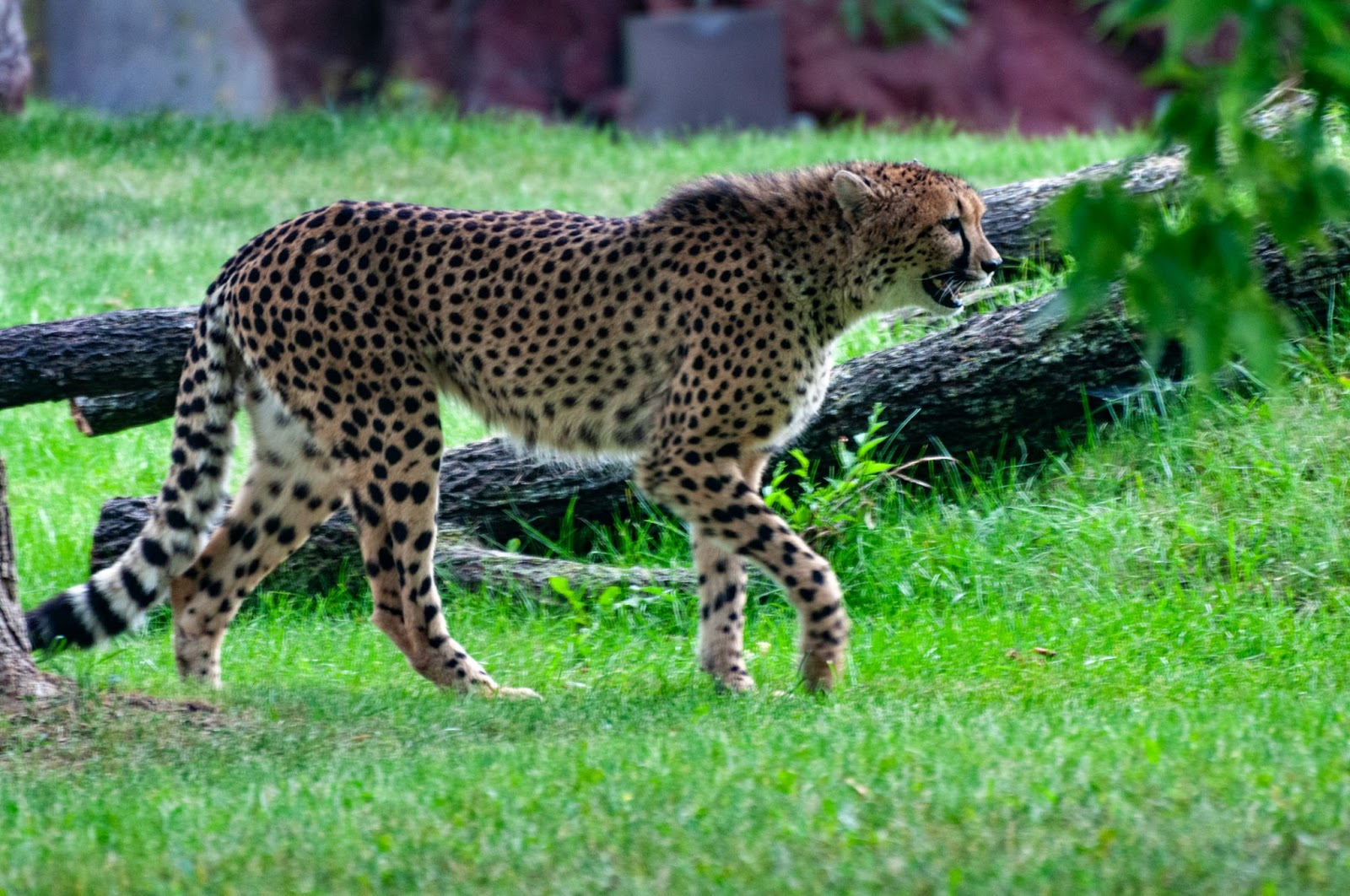 Toronto Zoo