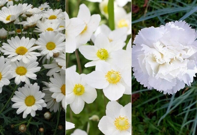 15 Best White Perennial Flowers For Your Garden - Gardening Chores