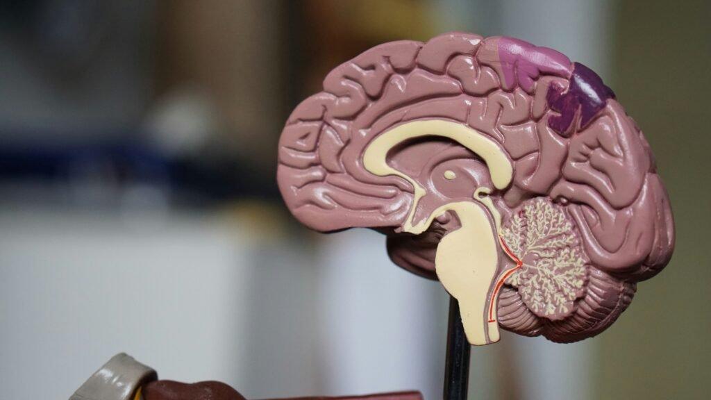 human mind model - Memory Techniques For Studying