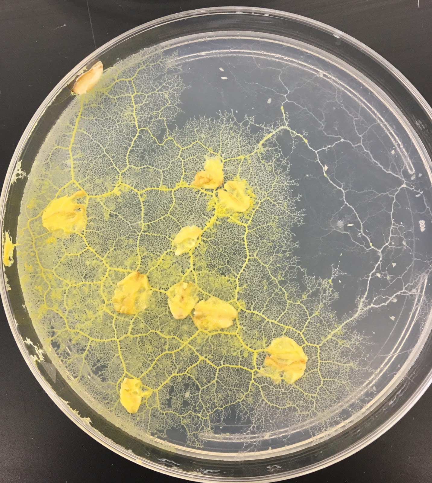 Physarum: a plasmodial slime mold – Inanimate Life