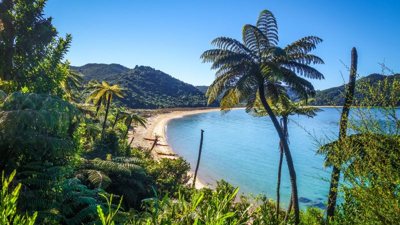 Tropical foliage frames a serene beach in Abel Tasman National Park, showcasing clear turquoise waters and a sandy shore.