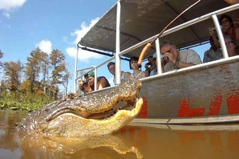 Top 9 Reasons to Include a Louisiana Swamp Tour in Your Travel Itinerary