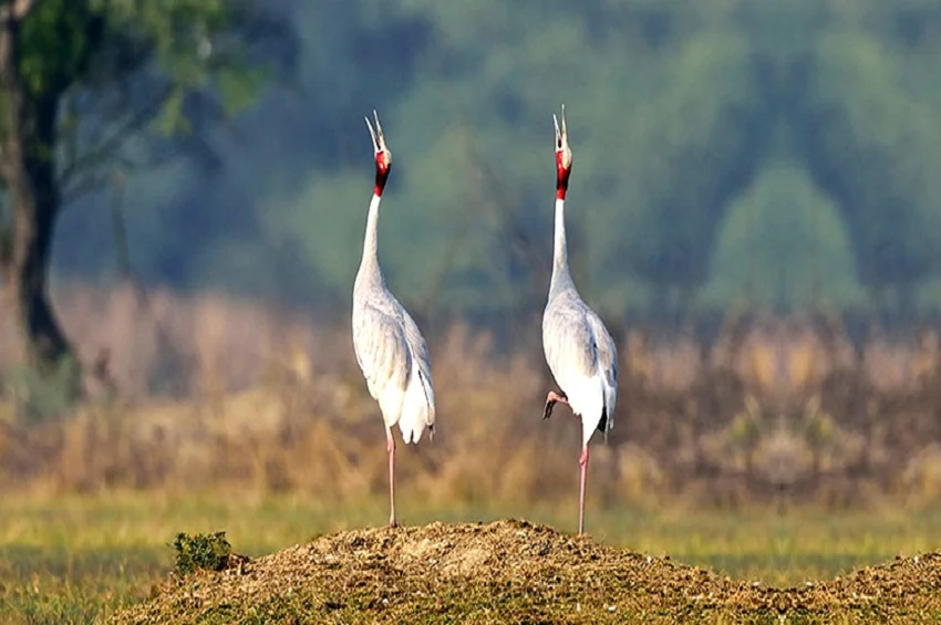 Bharatpur Bird Sanctuary