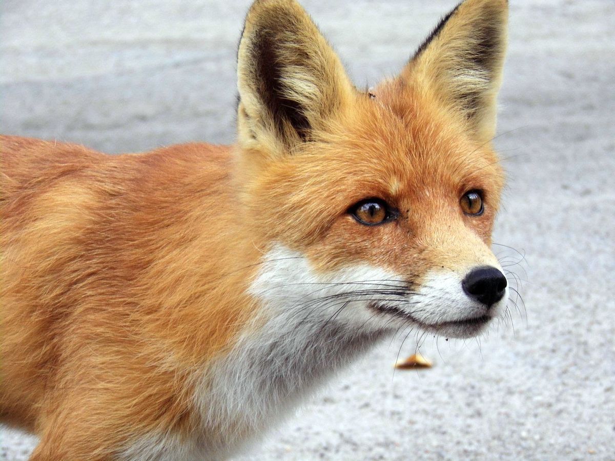 Colorful Insights: The Red Fox in Dream Interpretation