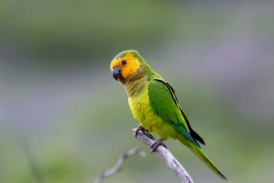 Parrots With Yellow Heads