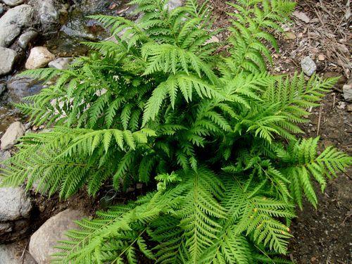 Giant Chain Ferns 