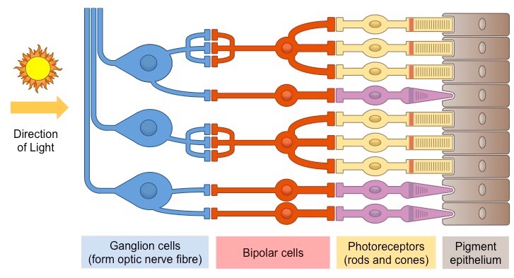 retina