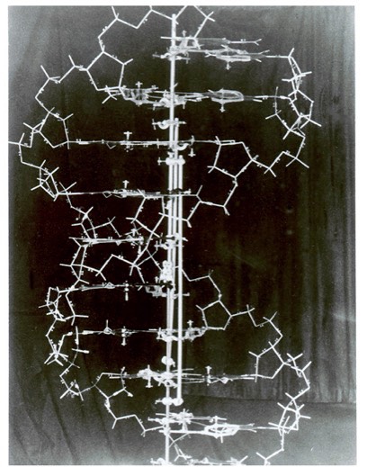 Watson and Crick model