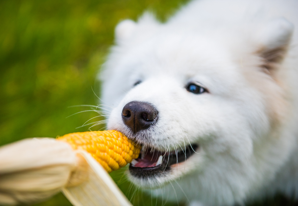 Dog eating corn